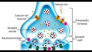 Understanding Synaptic Transmission  How Neurons Communicate [upl. by Eatnoed827]