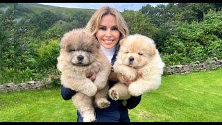 CHOW CHOW PUPPIES  Dangerous to kids [upl. by Wendelina]