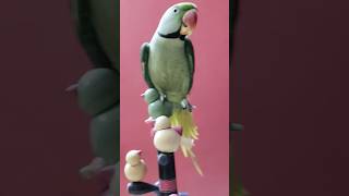 indian ringneck parrot talking shorts 🔥🔥 shorts flute music love song birdsinging trending 🔥🔥 [upl. by Kina405]