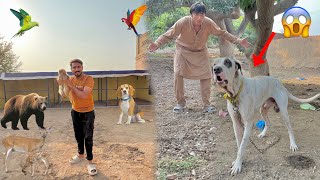 Finally Zoo Complete Zoo Ka Lya Heavy Bully Dog La Rahe Hain 😳 [upl. by Jeritah321]