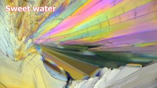 Household liquids crystallized when dehydrated under microscope polarized light [upl. by Margaux834]