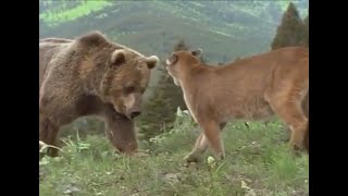 Mountain Lion vs Grizzly Bear Fights [upl. by Mccandless409]