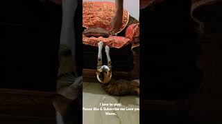 cat catplaying catcute catlover funny funnycats animallover comedy [upl. by Rebme245]