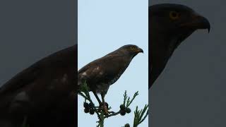 サシバの鳴き声The cry of the Grey faced Buzzard 380野鳥shorts [upl. by Mckay]