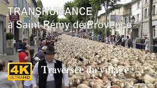 TRANSHUMANCE A STREMY DE PROVENCE  Traversée du village  4K [upl. by Sarkaria]