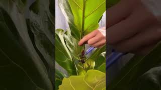 Cutting plants for new growth plants beautiful soilpot soiltypes farming propagation edit [upl. by Timms]