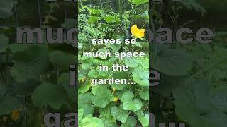 Using a trellis to grow vegetables vertically is a garden game changer Music by Epidemic Sound [upl. by Kistner]