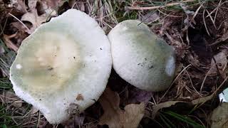 Russula virescens  Greencracked Brittlegill Russula Gibelurdin Carbonera  comestibleedible [upl. by Akzseinga863]