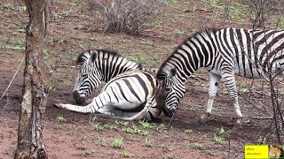 Funny  Pregnant Zebra With Hiccups And lots Of Itch [upl. by Delogu]