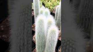 Plants with Amazing Abilities The Cactus That Relfects Sunlight [upl. by Ititrefen]