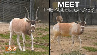 Meet the Addax Calves [upl. by Awuhsoj]