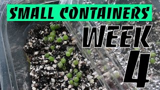 Growing San Pedro amp Peyote in Small Containers Week 4 [upl. by Lauren]