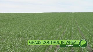 Grass Herbicides For Wheat 1045 Air Date 41518 [upl. by Akinit]