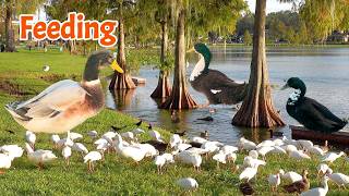 Feeding Adorable Animals at Lake Eden 1 ducks ibis moorhen Boattailed Grackle 🦆🐤🐦 [upl. by Aneek124]