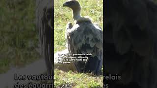 Les vautours au secours des éleveurs nature animaux agriculture montagne pyrenees [upl. by Havot]