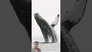 Wheal jhamp 😱😱😱😱 ocean whale wildlife whalewatching nature dolphin [upl. by Kado]