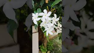 Jasminum grandiflorum चमेली whiteflowers symbol of peace amp silence Akbiodiversityjasmine [upl. by Tressa683]