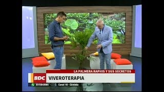 Descubrí los secretos para el cuidado de la palmera Raphis [upl. by Nnailuj]