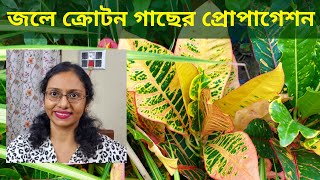 Croton propagationজলে ক্রোটন গাছের প্রোপাগেশন। পাতা থেকে এবং মাটি ছাড়াই। [upl. by Furlong348]