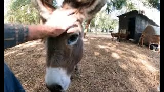 Visiting a Roadside Petting Farm ArBnB amp Camping florida explorer deland volusiacounty [upl. by Hamann193]