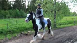 Irish cob Ian galloping in the terrain [upl. by Nate502]