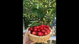 Comment cueillir les cerises avec une bouteille Hái cherry bằng chai nhựa tự chế [upl. by Horst]