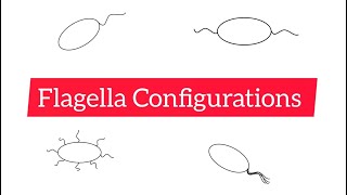 Flagella Configurations  Monotrichous Lophotrichous Amphitrichous and Peritrichous [upl. by Swisher164]