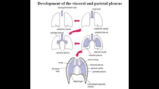 Development of the Pleural cavity  Parietal pleura  Visceral pleura [upl. by Lantz]