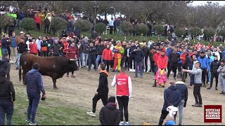 Resumen del Sábado de Carnaval en el Carnaval del Toro de Ciudad Rodrigo 2024 [upl. by Neva]