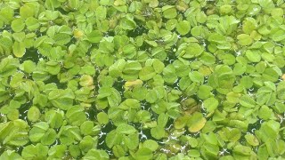 Salvinia Minima floating plants suck up Nitrate extremely well [upl. by Norrat]