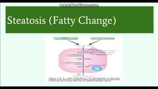 Fatty change Steatosis Etiology Pathogenesis and Morphology [upl. by Neenaej]