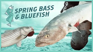 Big Bluefish and Bass From The Springtime Surf  NJ Saltwater Fishing [upl. by Walker741]