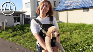 おかんと「はち」の初めての「抱っこさんぽ」が可愛すぎて、おとん悶絶。【北海道】【ゴールデンレトリバーパピー】【大型犬】 [upl. by Haronid]