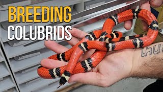 BREEDING COLUBRIDS  PREPARATION BEFORE HIBERNATION [upl. by Waldos]