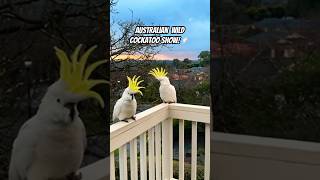 Cockatoo Madness Whats going on here 🤣🤣🤣🤣🤣🤣🤣🤣 bird tricks funny [upl. by Hidie]