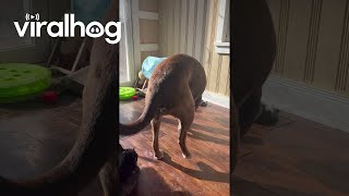 Big Dog Plays With Little Cat Tunnel  ViralHog [upl. by Anilat21]