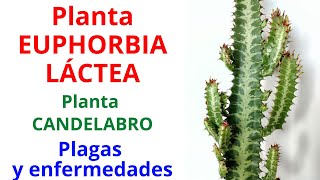 CONSEJOS PARA CUIDAR LA PLANTA CANDELABRO Euphorbia lactea [upl. by Sadinoel]