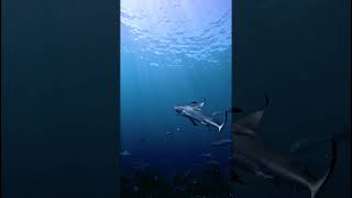 NCS 29 SURROUNDED BY SHARKS ningalooreef sharkconservation [upl. by Ymarej]