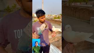 Kabutar 🤲bahut wafadar❤️ hota Hai dekhen 😱pigeon viral new short video [upl. by Meraree334]