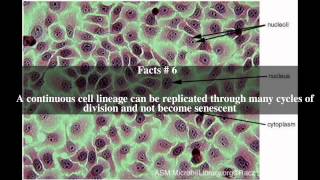 Vero cell Top  12 Facts [upl. by Volding]