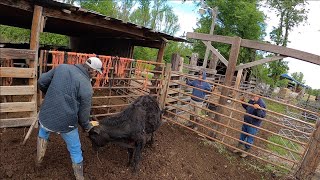 Shipping more cattle amp chasing strays [upl. by Nwahsirhc59]