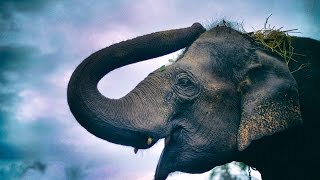 Coorg  Dubare Elephant Camp [upl. by Attelrahs724]