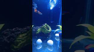 Neon Tetra amp Guppies fish fishlover aquarium ytshort heeriye viralshort [upl. by Aivon405]