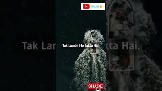 Narwhal के बारे में अनजानी बातें narwhaleanimalfact facts curiosity trending viralshorts [upl. by Idarb]