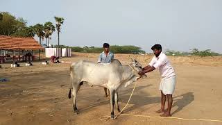 532019 Pallapatti jallikattu kaalai training [upl. by Theda]