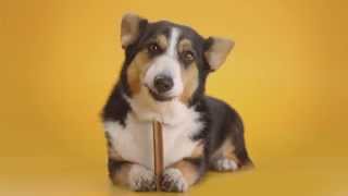 Comercial PEDIGREE® DentaStix® 2015 [upl. by Walker39]