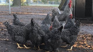 Barred rock chickens [upl. by Aynom]