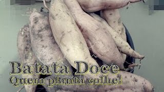 COLHENDO BATATA DOCE DEPOIS DE QUASE 120 DIAS DE PLANTADA [upl. by Petr]