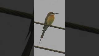 Blue tailed beeeater Please like share and subscribe 🙏🏻 [upl. by Peri]