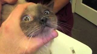 Sinus Acupuncture on a Cat at Riverside Animal Clinic McHenry [upl. by Naux700]